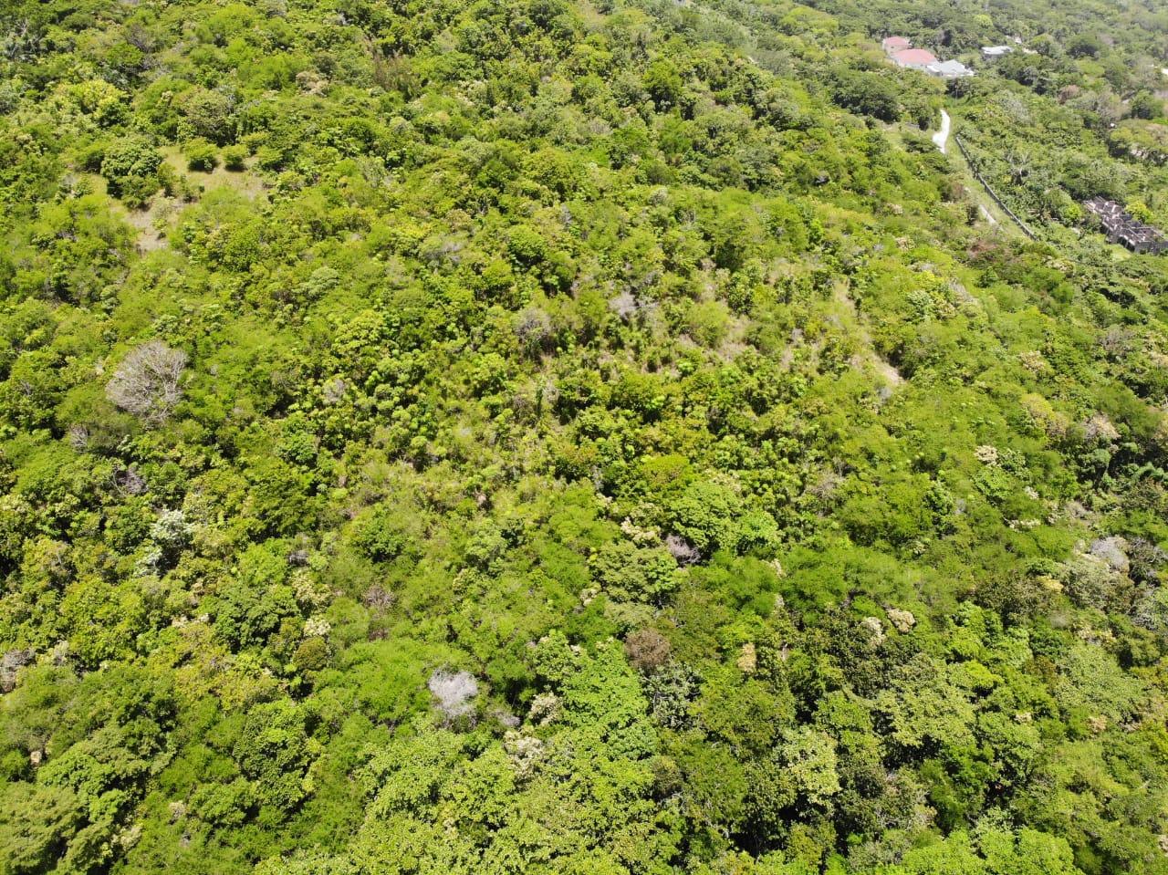 35.33-Acres-Ocean-View-Development-Land-in-Cardiff-Hall-Jamaica Sixteenth image of Cardiff Hall in Runaway Bay, St. Ann, Jamaica - property is For Sale