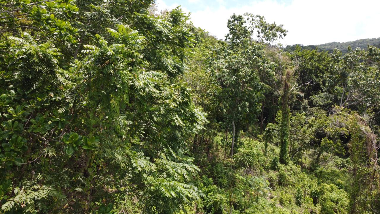 35.33-Acres-Ocean-View-Development-Land-in-Cardiff-Hall-Jamaica Twenty-Second image of Cardiff Hall in Runaway Bay, St. Ann, Jamaica - property is For Sale