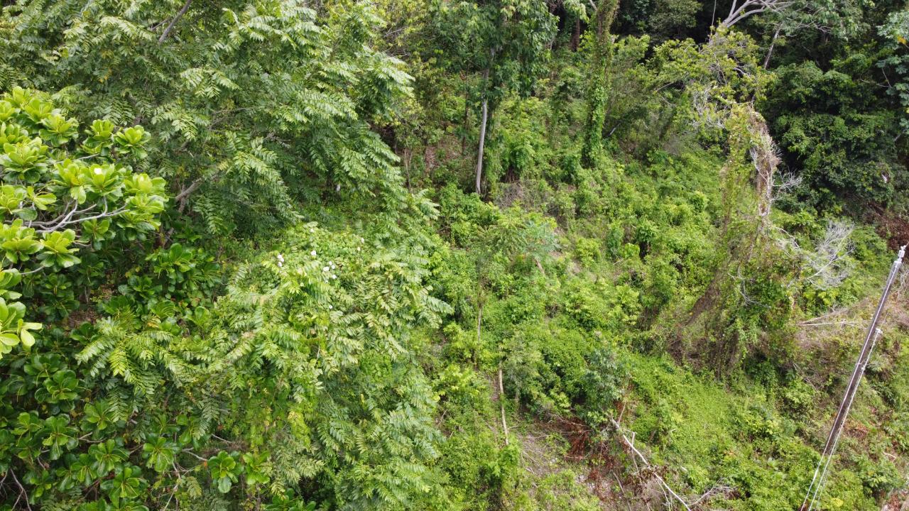 35.33-Acres-Ocean-View-Development-Land-in-Cardiff-Hall-Jamaica Twenty-Third image of Cardiff Hall in Runaway Bay, St. Ann, Jamaica - property is For Sale