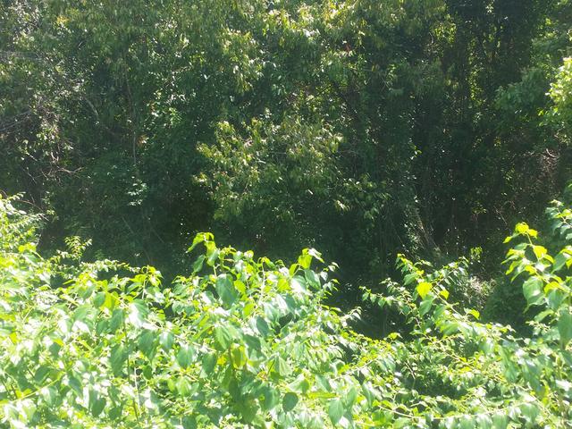 Sixth image of Cardiff Hall in Runaway Bay, St. Ann, Jamaica - property is For Sale