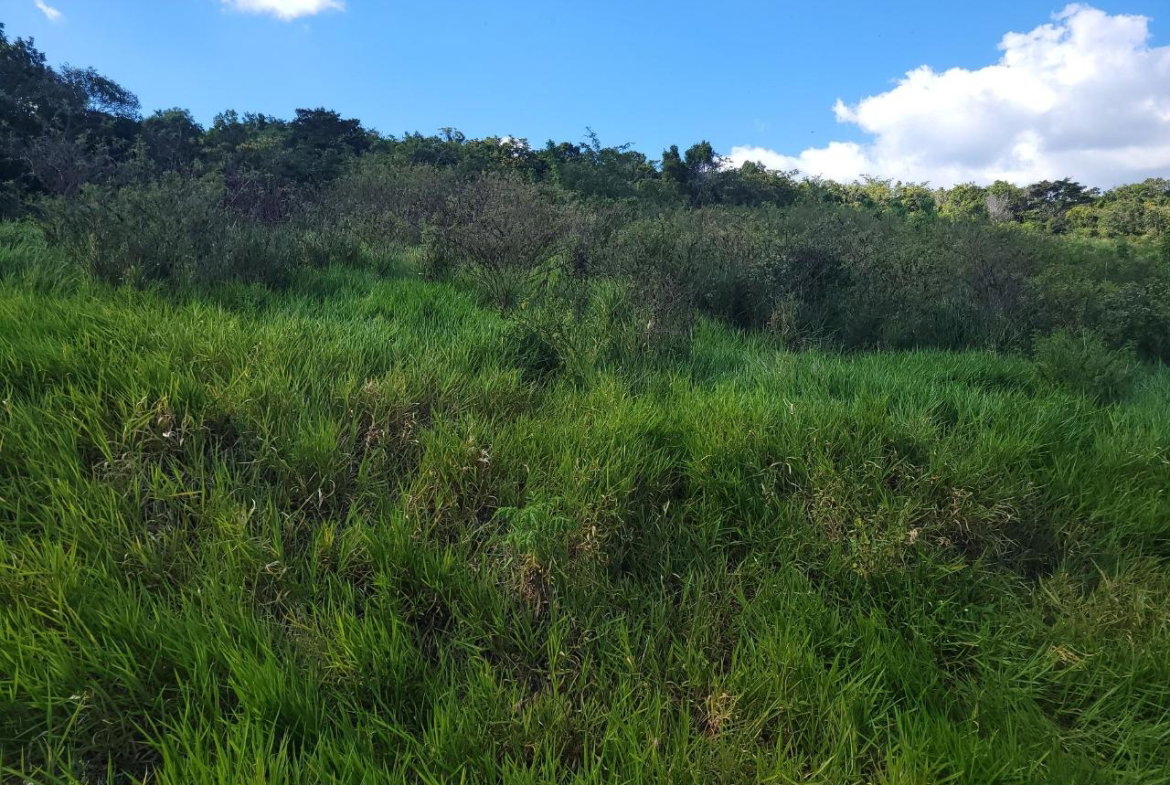 First image of Angel Lands, Bogue, St. p in St.Pauls, Manchester, Jamaica - property is For Sale