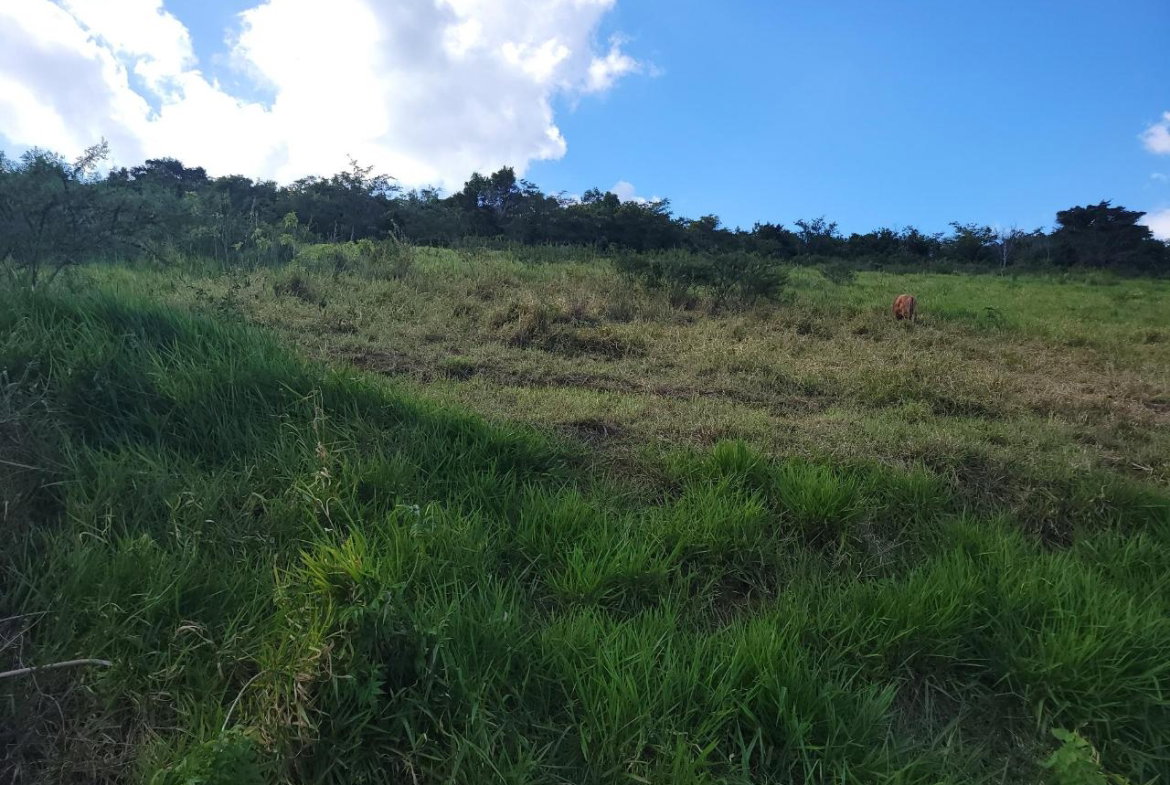Fourth image of Angel Lands, Bogue, St. p in St.Pauls, Manchester, Jamaica - property is For Sale