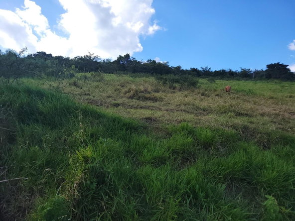 Fourth image of Angel Lands, Bogue, St. p in St.Pauls, Manchester, Jamaica - property is For Sale