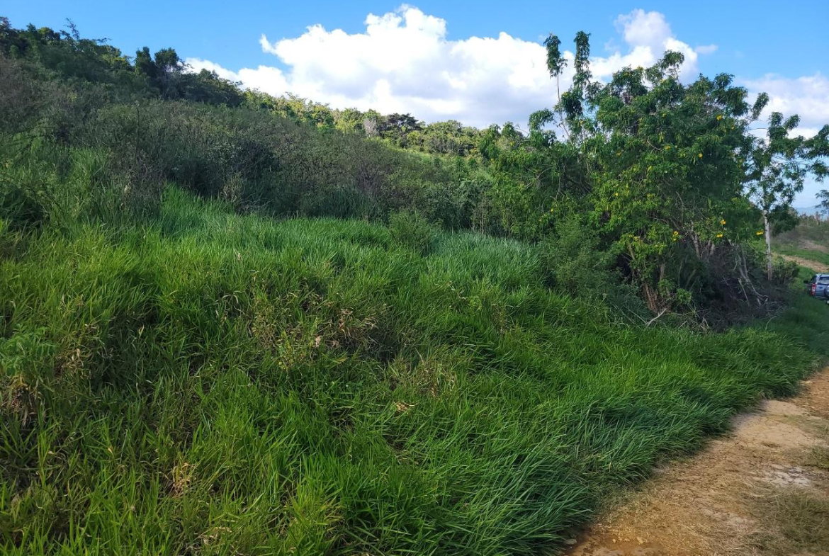 Fifth image of Angel Lands, Bogue, St. p in St.Pauls, Manchester, Jamaica - property is For Sale