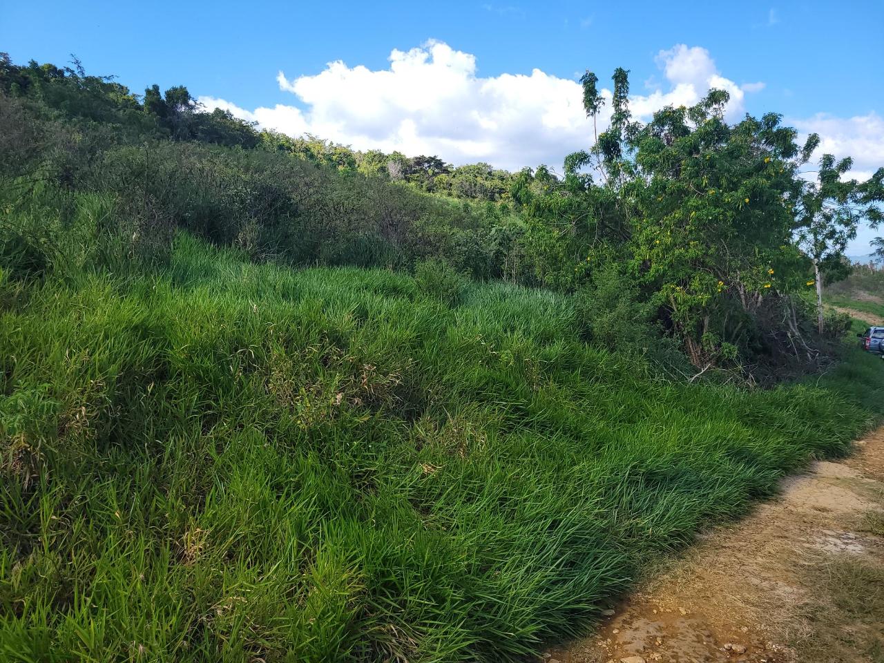 4-Acre-Residential-Lot-for-Sale-in-Angel-Lands-Bogue-Manchester Fifth image of Angel Lands, Bogue, St. p in St.Pauls, Manchester, Jamaica - property is For Sale