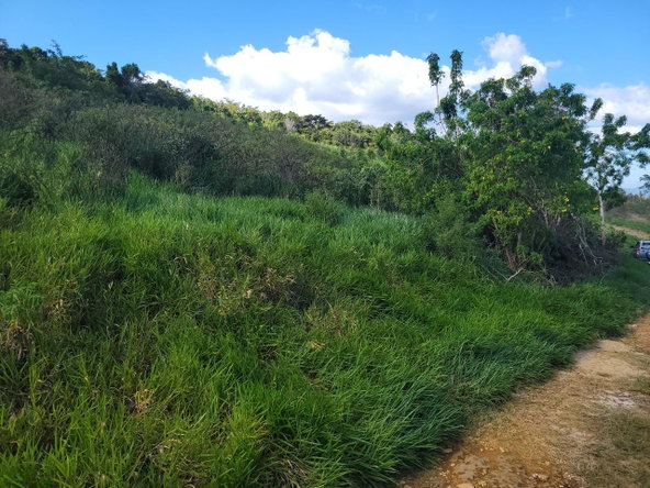 Fifth image of Angel Lands, Bogue, St. p in St.Pauls, Manchester, Jamaica - property is For Sale