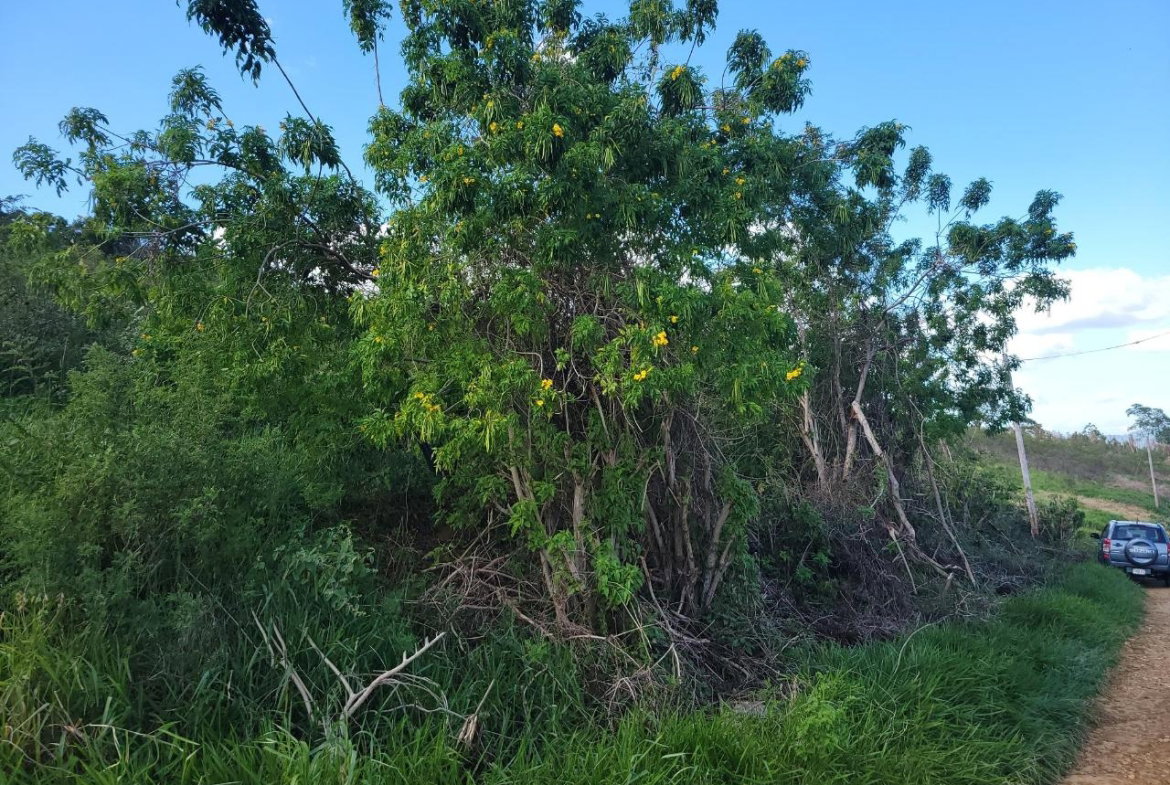 Sixth image of Angel Lands, Bogue, St. p in St.Pauls, Manchester, Jamaica - property is For Sale