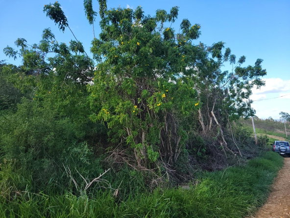 Sixth image of Angel Lands, Bogue, St. p in St.Pauls, Manchester, Jamaica - property is For Sale