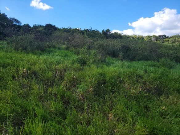 First image of Angel Lands, Bogue, St. p in St.Pauls, Manchester, Jamaica - property is For Sale