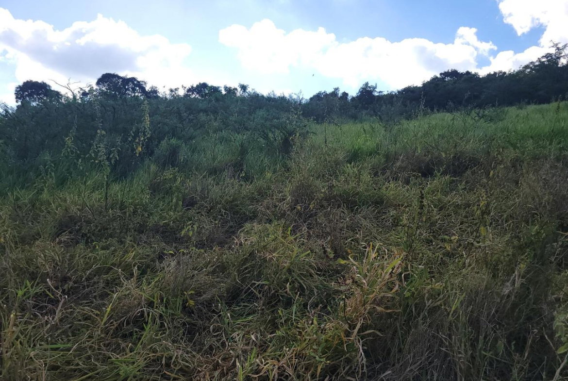 Seventh image of Angel Lands, Bogue, St. p in St.Pauls, Manchester, Jamaica - property is For Sale