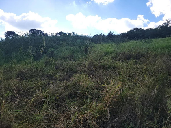 Seventh image of Angel Lands, Bogue, St. p in St.Pauls, Manchester, Jamaica - property is For Sale
