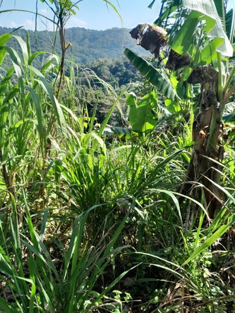Fourth image of Coxpiece in Wood Park, St. Mary, Jamaica - property is For Sale