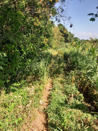 Fifth image of Coxpiece in Wood Park, St. Mary, Jamaica - property is For Sale