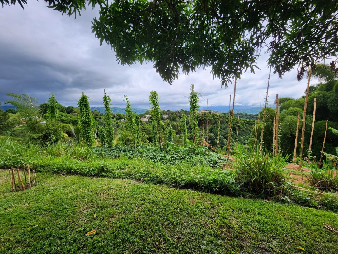 Fourth image of Baillieston Clarendon in Baillieston, Clarendon, Jamaica - property is For Sale
