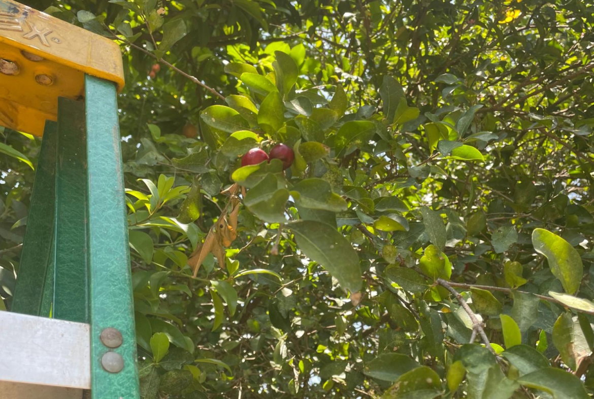 Thirteenth image of 17 Halifax Ave in Kingston 6, St. Andrew, Jamaica - property is For Sale