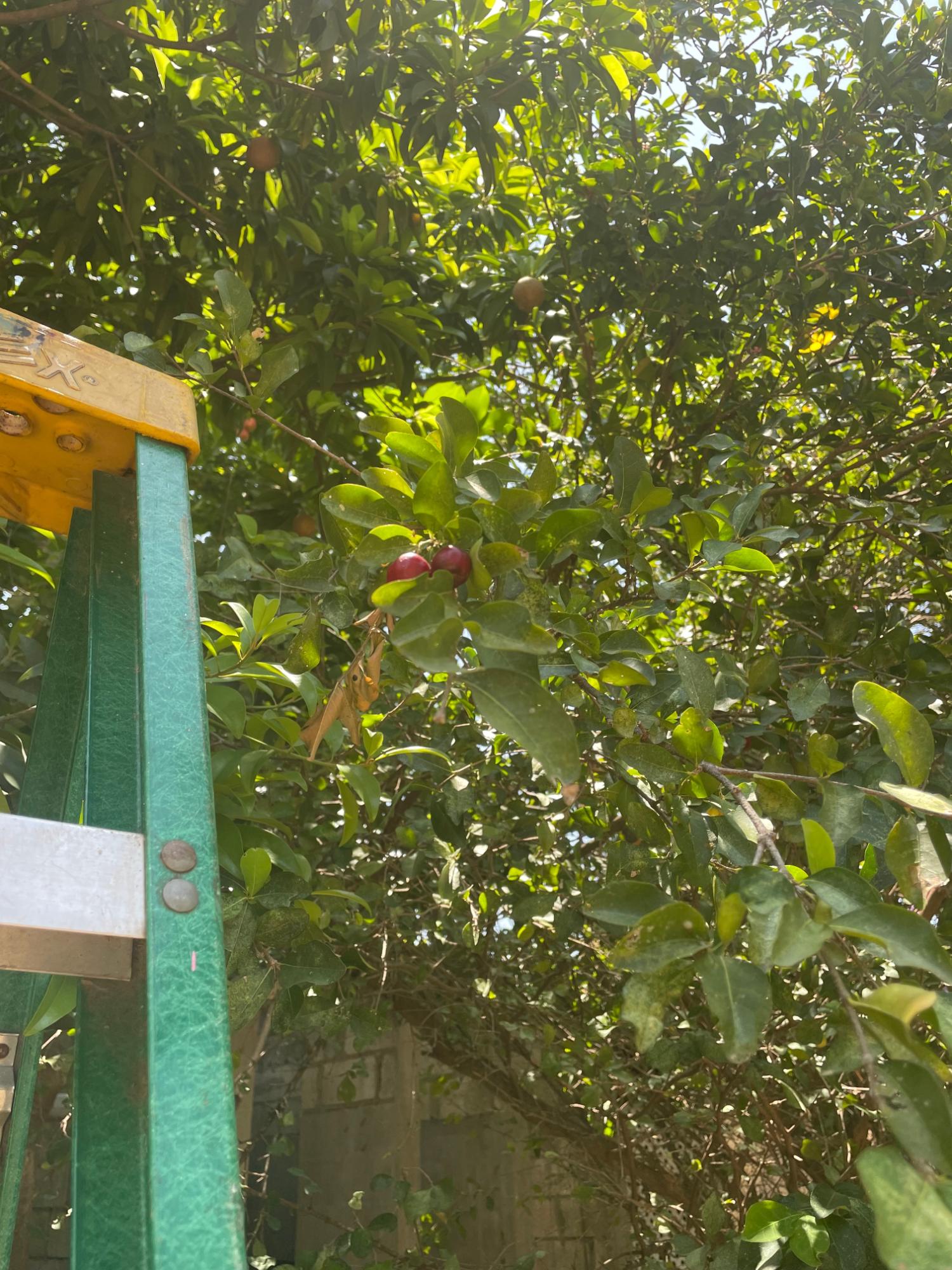 Thirteenth image of 17 Halifax Ave in Kingston 6, St. Andrew, Jamaica - property is For Sale