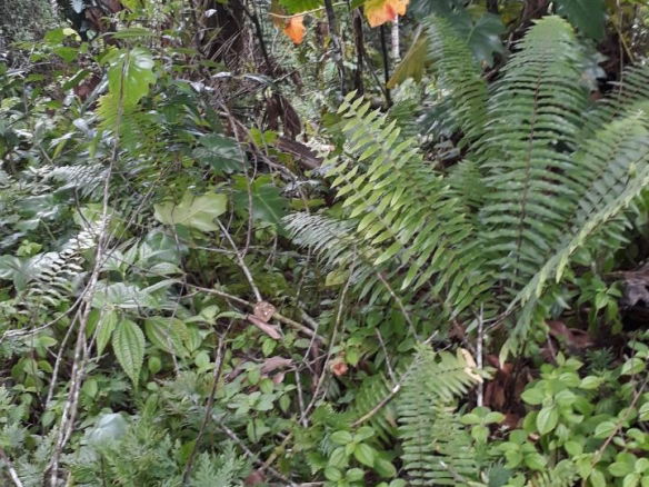 First image of Lot #62 Comfort Castle, Ecclesdow in Comfort Castle, Portland, Jamaica - property is For Sale