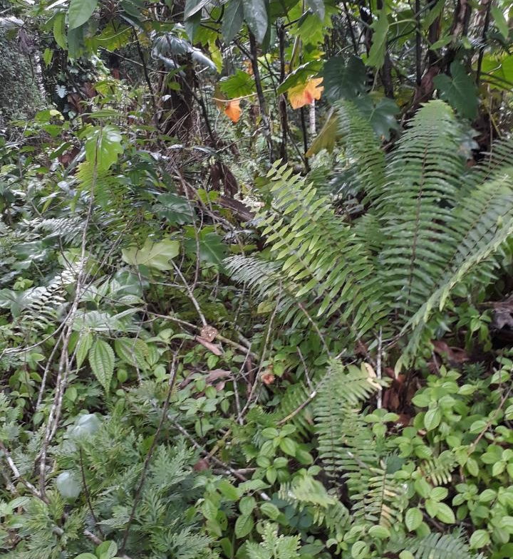 First image of Lot #62 Comfort Castle, Ecclesdow in Comfort Castle, Portland, Jamaica - property is For Sale