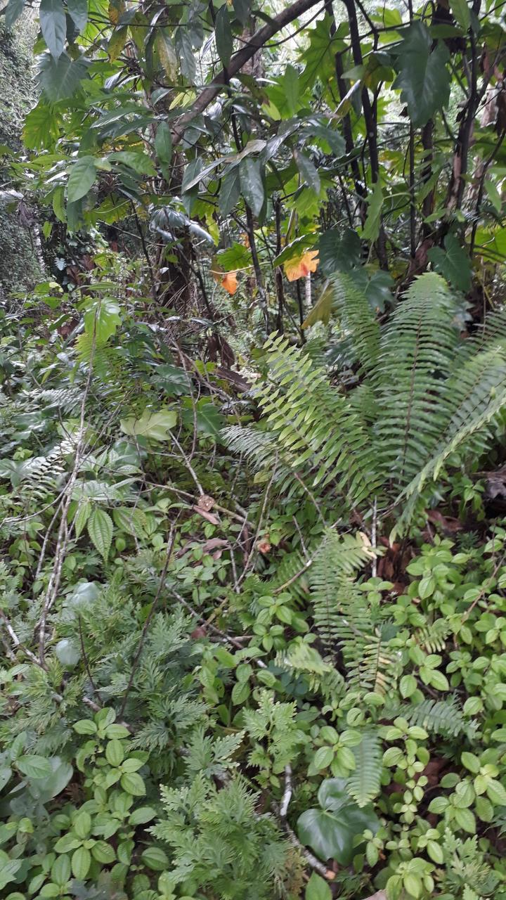 First image of Lot #62 Comfort Castle, Ecclesdow in Comfort Castle, Portland, Jamaica - property is For Sale