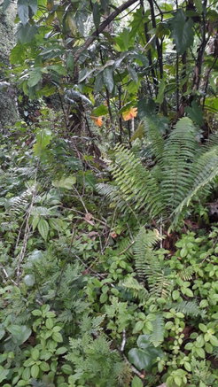First image of Lot #62 Comfort Castle, Ecclesdow in Comfort Castle, Portland, Jamaica - property is For Sale