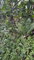 First image of Lot #62 Comfort Castle, Ecclesdow in Comfort Castle, Portland, Jamaica - property is For Sale