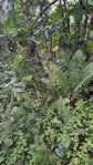 First image of Lot #62 Comfort Castle, Ecclesdow in Comfort Castle, Portland, Jamaica - property is For Sale