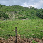 First image of Bog, Beeston Spring in Beeston Spring, Westmoreland, Jamaica - property is For Sale