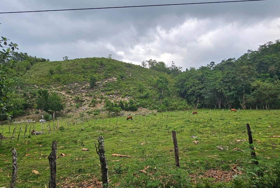 Third image of Bog, Beeston Spring in Beeston Spring, Westmoreland, Jamaica - property is For Sale