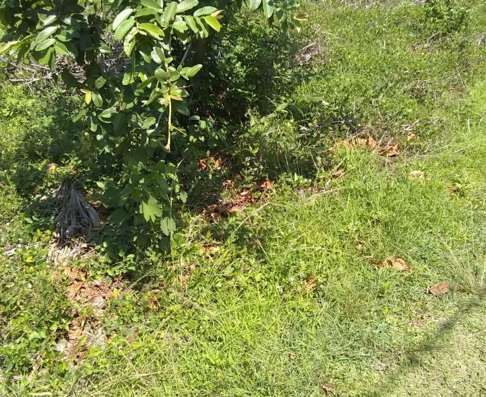 Second image of Brompton Road in Black River, St. Elizabeth, Jamaica - property is For Sale