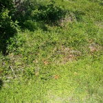 First image of Brompton Road in Black River, St. Elizabeth, Jamaica - property is For Sale