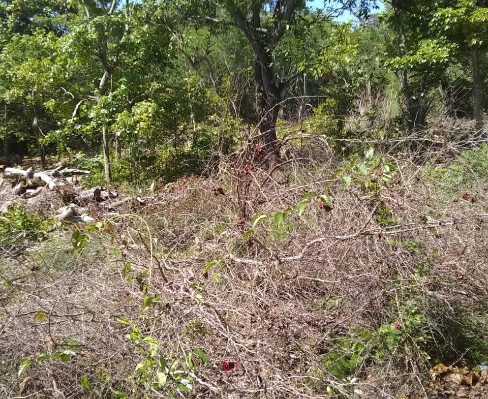 Third image of Brompton Road in Black River, St. Elizabeth, Jamaica - property is For Sale