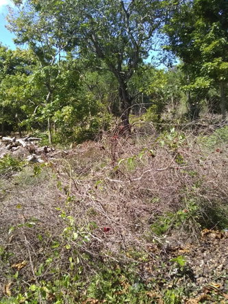 Third image of Brompton Road in Black River, St. Elizabeth, Jamaica - property is For Sale