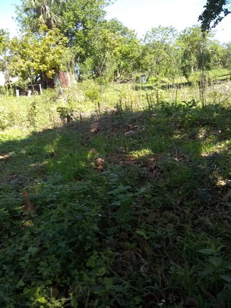 Fourth image of Brompton Road in Black River, St. Elizabeth, Jamaica - property is For Sale