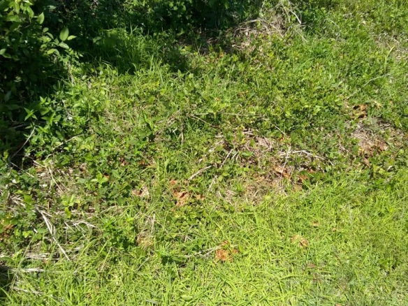 First image of Brompton Road in Black River, St. Elizabeth, Jamaica - property is For Sale