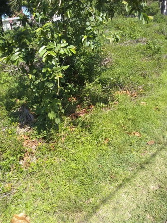 Seventh image of Brompton Road in Black River, St. Elizabeth, Jamaica - property is For Sale