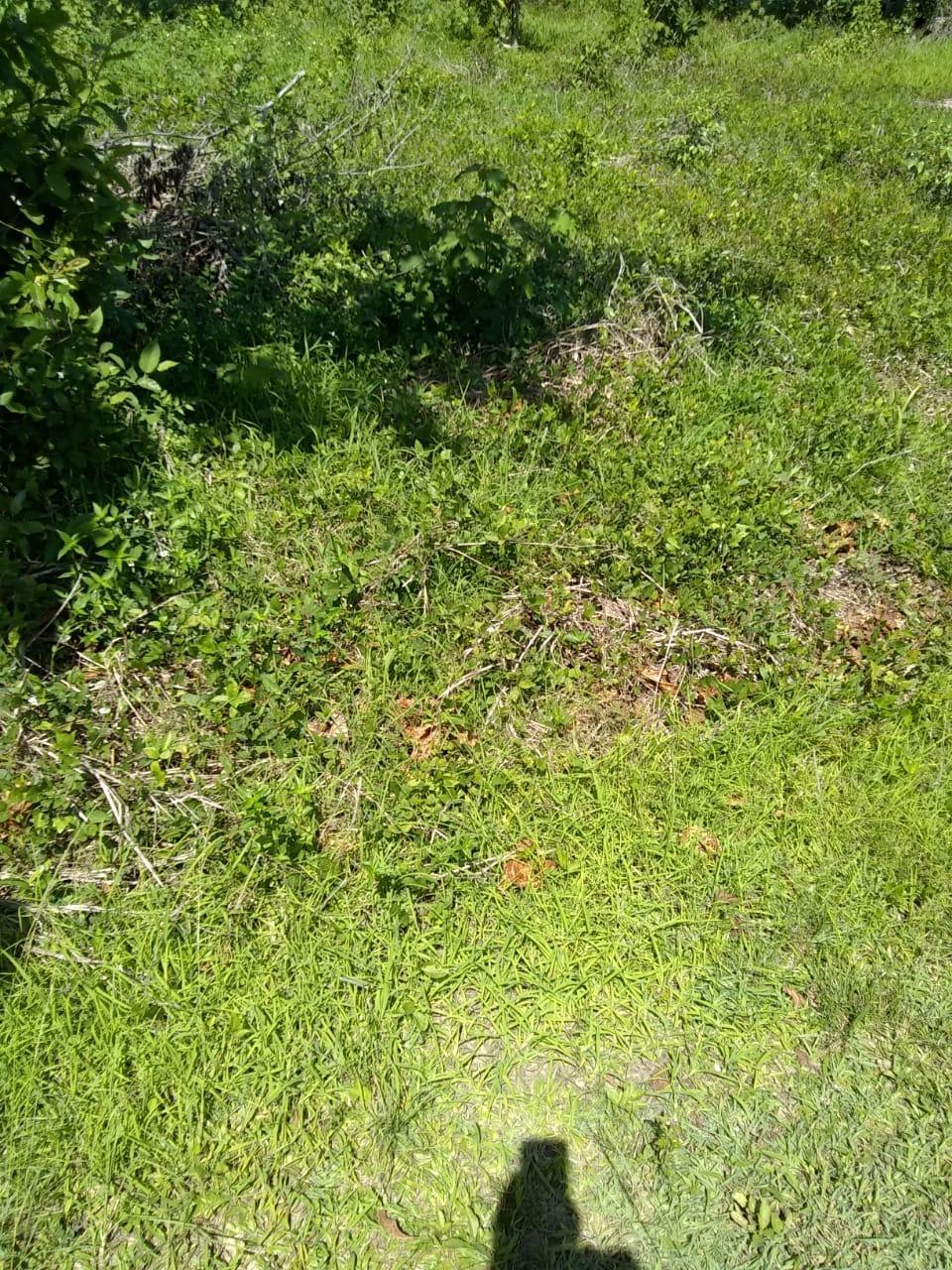 First image of Brompton Road in Black River, St. Elizabeth, Jamaica - property is For Sale