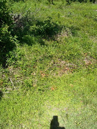 First image of Brompton Road in Black River, St. Elizabeth, Jamaica - property is For Sale