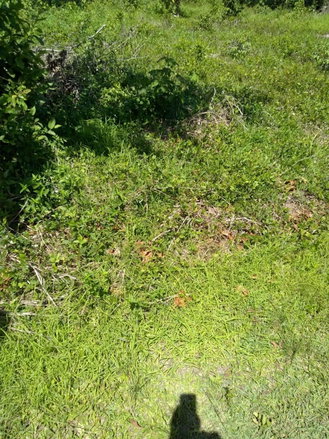 First image of Brompton Road in Black River, St. Elizabeth, Jamaica - property is For Sale
