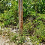 4.4 Acres of Prime Residential Development Land for Sale in Manchester, Jamaica 11 First image of Chantilly Gravel Hill Man in Chantilly, Manchester, Jamaica - property is For Sale