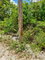 First image of Chantilly Gravel Hill Man in Chantilly, Manchester, Jamaica - property is For Sale