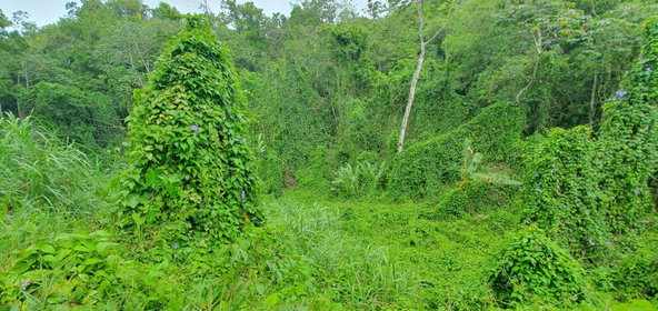 Sixth image of 27 Santa Maria in Rock Hall, St. Andrew, Jamaica - property is For Sale