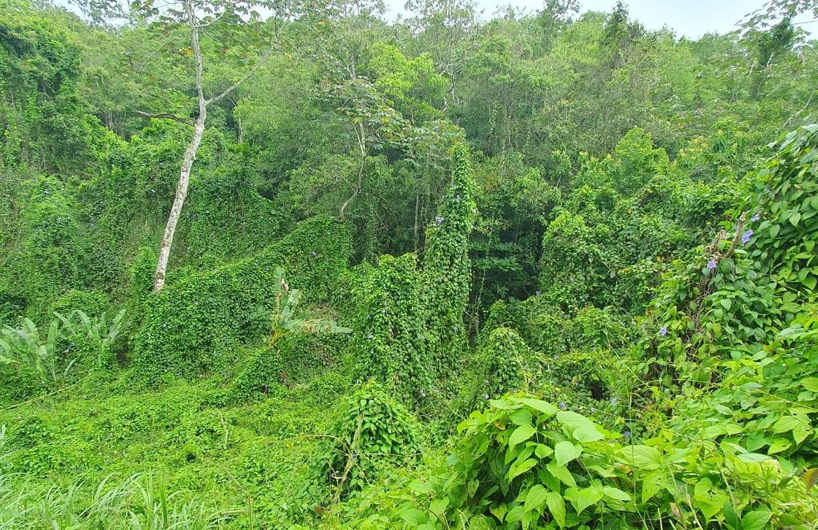 Seventh image of 27 Santa Maria in Rock Hall, St. Andrew, Jamaica - property is For Sale