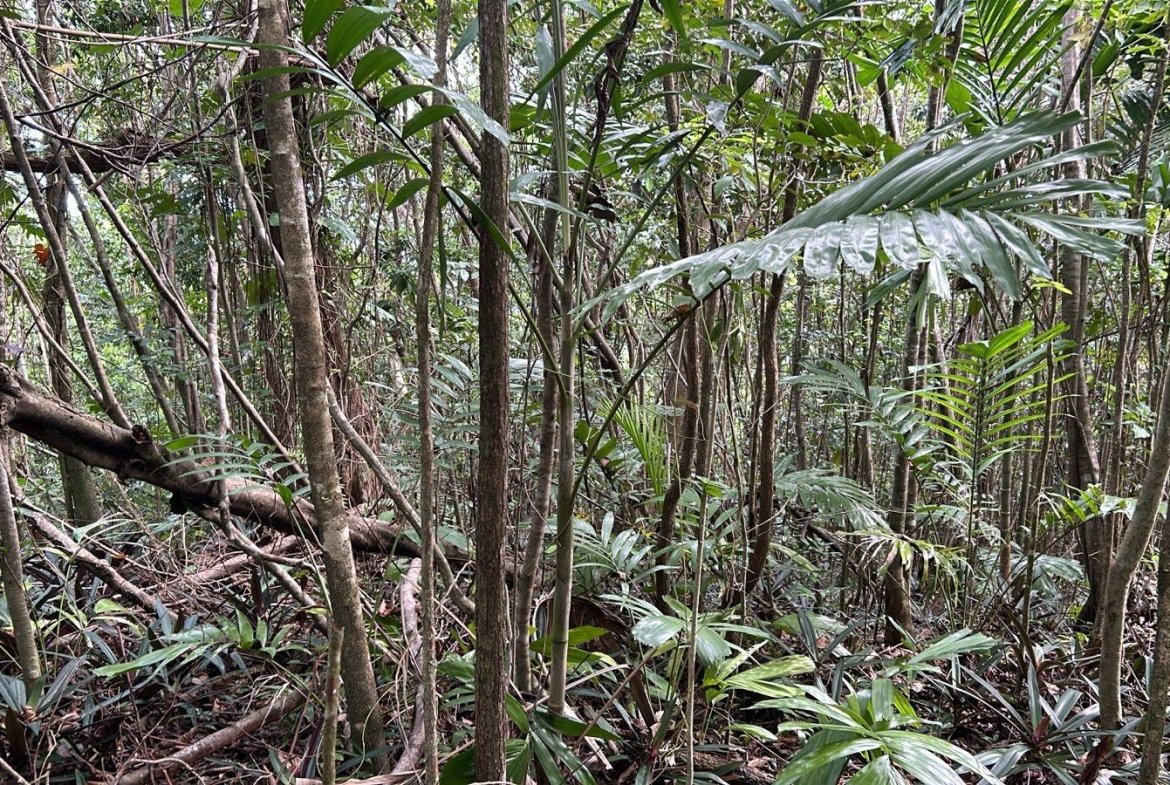 First image of 141 & 142 San San in SAN SAN, Portland, Jamaica - property is For Sale