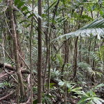 First image of 141 & 142 San San in SAN SAN, Portland, Jamaica - property is For Sale