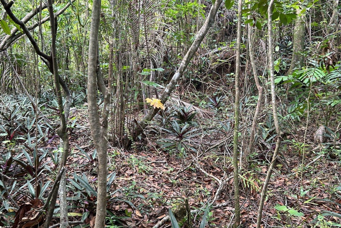 Fourth image of 141 & 142 San San in SAN SAN, Portland, Jamaica - property is For Sale