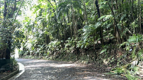 Fifth image of 141 & 142 San San in SAN SAN, Portland, Jamaica - property is For Sale