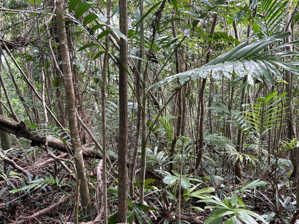 First image of 141 & 142 San San in SAN SAN, Portland, Jamaica - property is For Sale