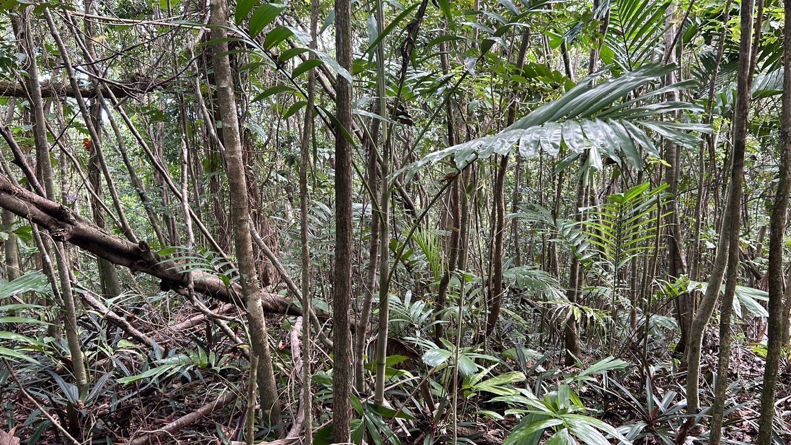 First image of 141 & 142 San San in SAN SAN, Portland, Jamaica - property is For Sale