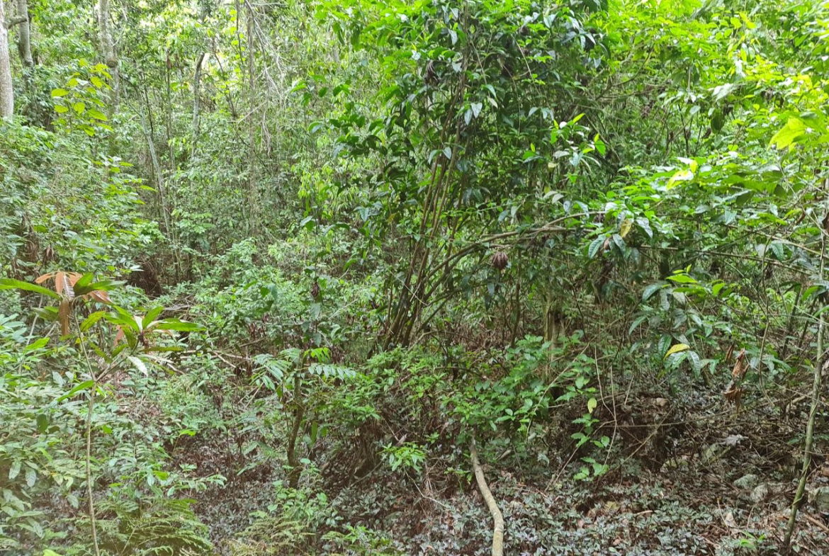 Eleventh image of Cavaliers in Cavaliers, St. Andrew, Jamaica - property is For Sale