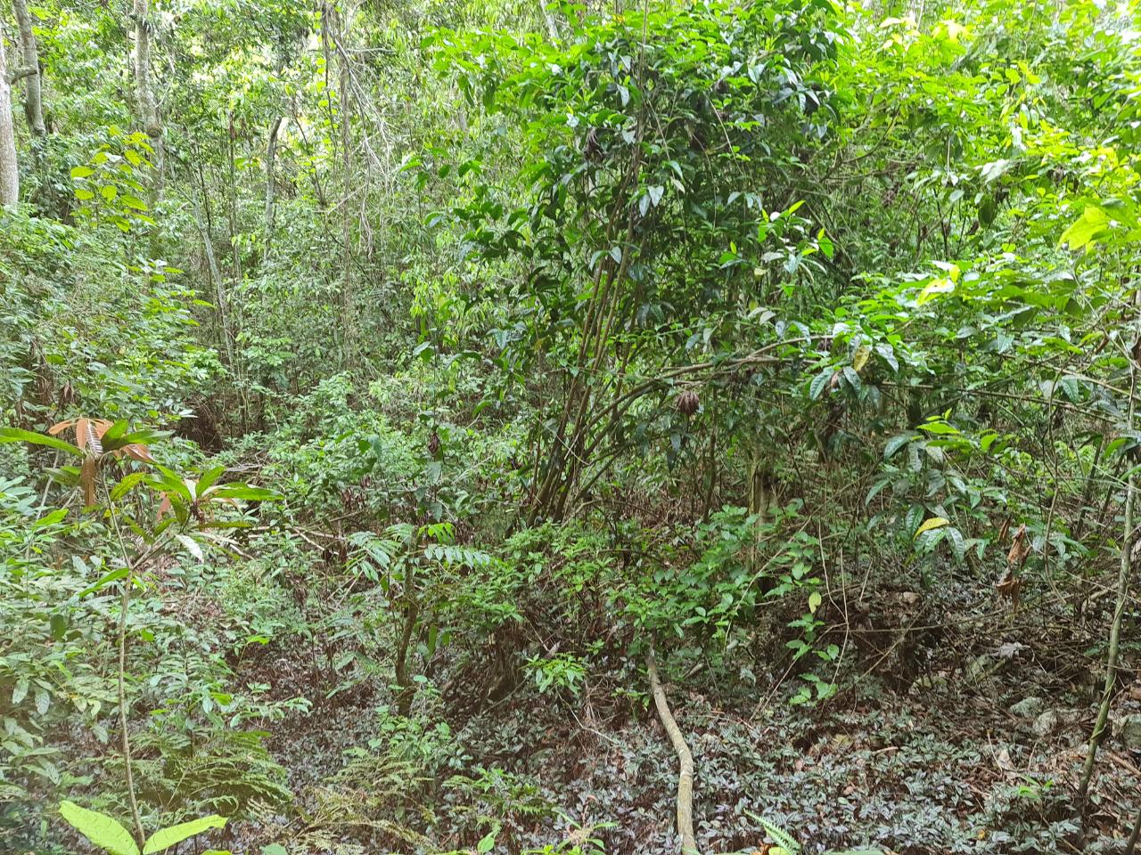 Eleventh image of Cavaliers in Cavaliers, St. Andrew, Jamaica - property is For Sale